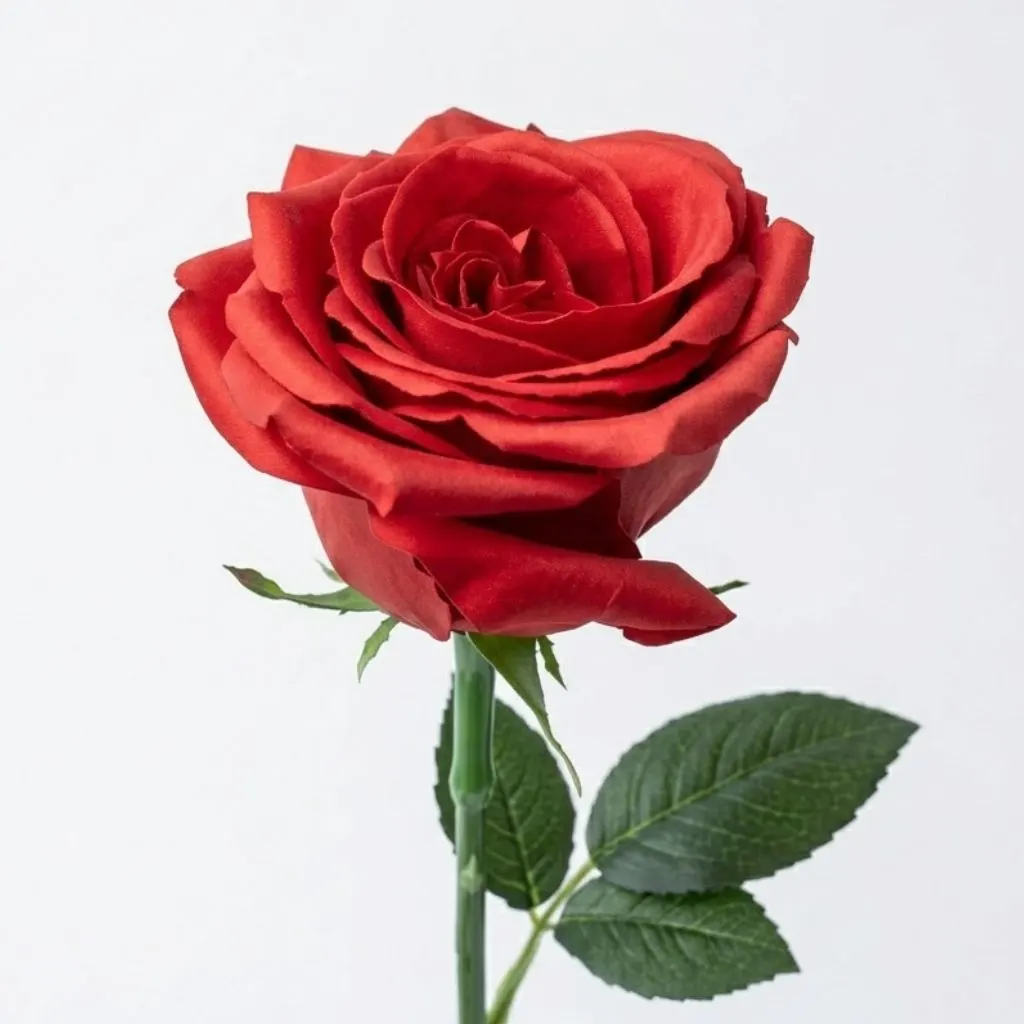 Flor de Rosa